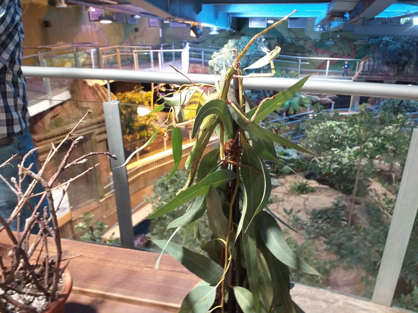Mantis, Stick insect and Leaf insect exhibition -BioDomo (2019)