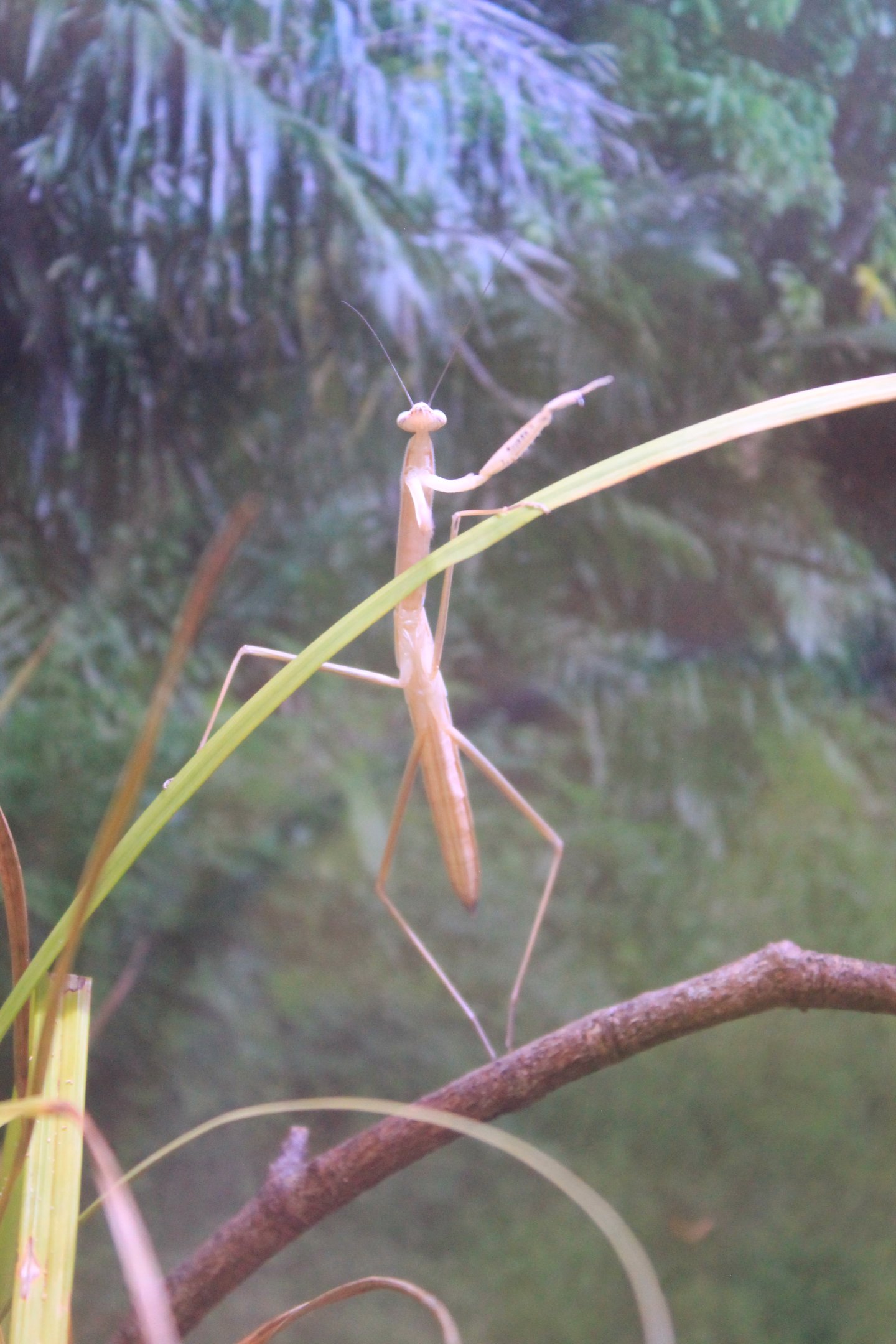 Mantis (Tenodera fasciata)
