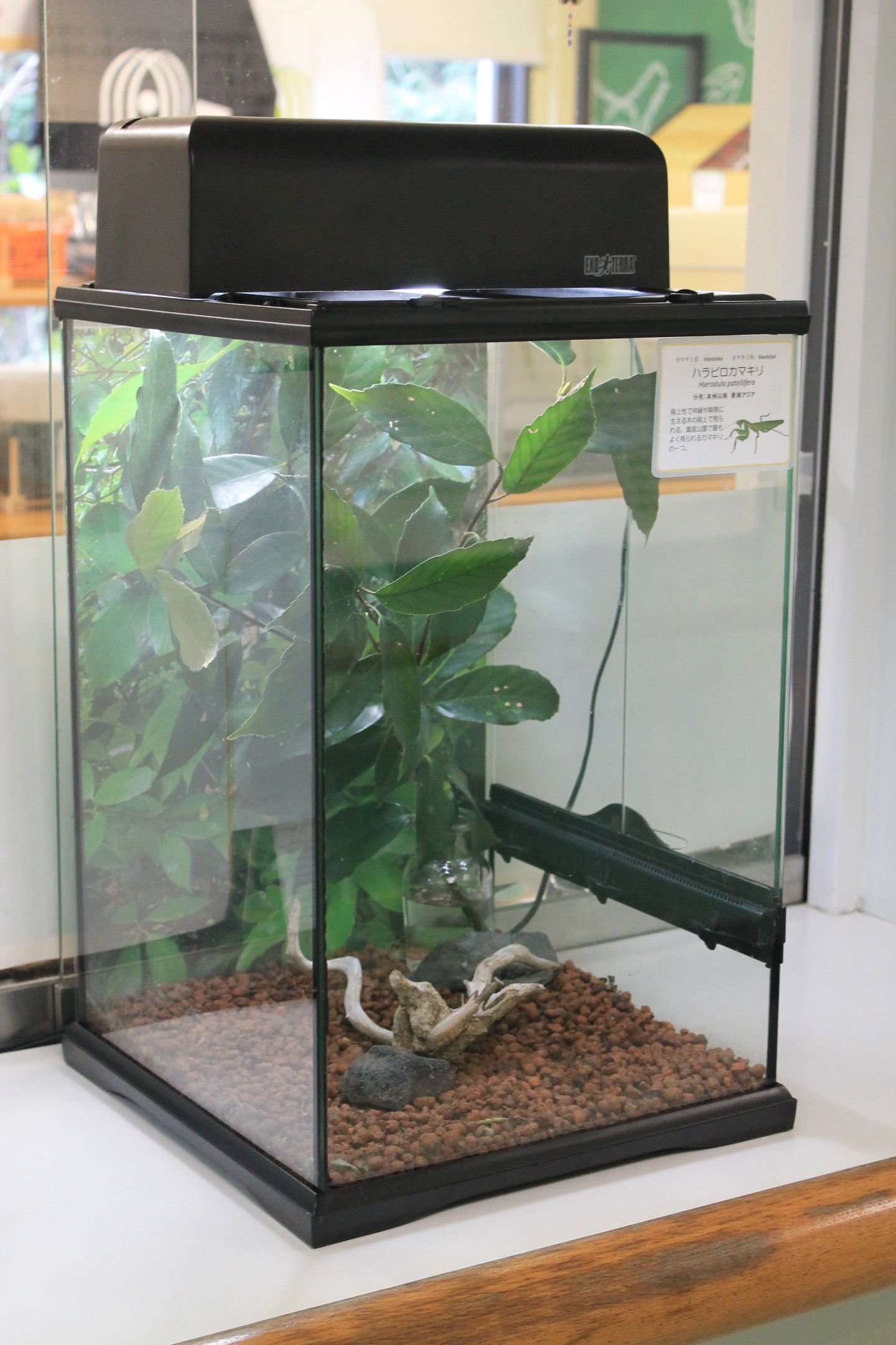 mantis terrarium - Minoh Park Insect Museum (Osaka)
