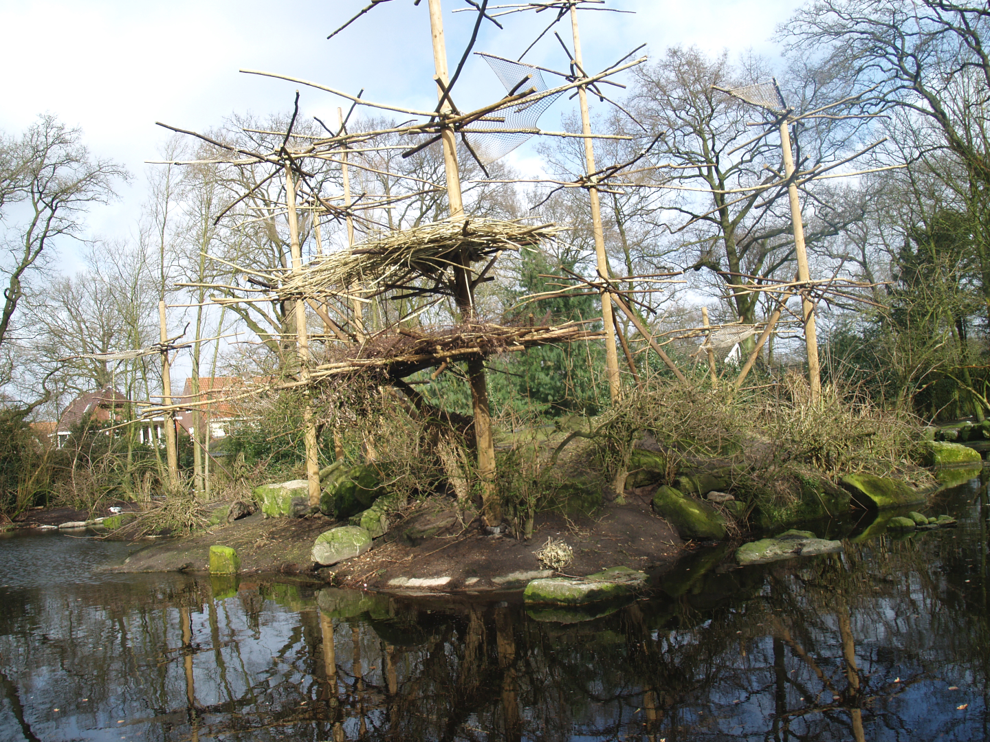 Mantled Colobu island, 2008-03-01