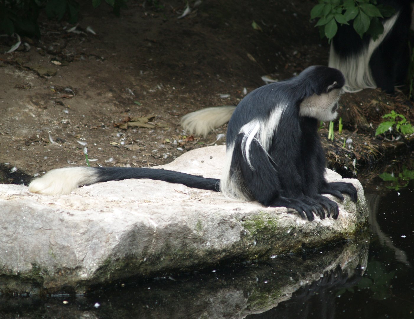 Mantled Colobus (Colobus guereza), 2006-07-08