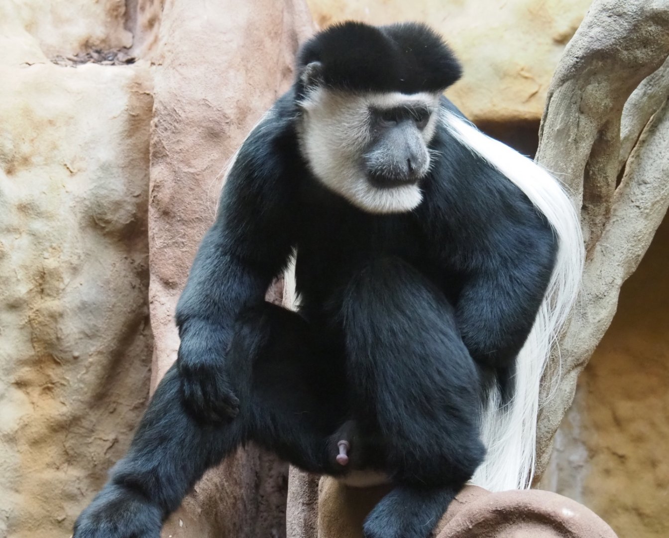 Mantled colobus (Colobus guereza), 2019-04-20