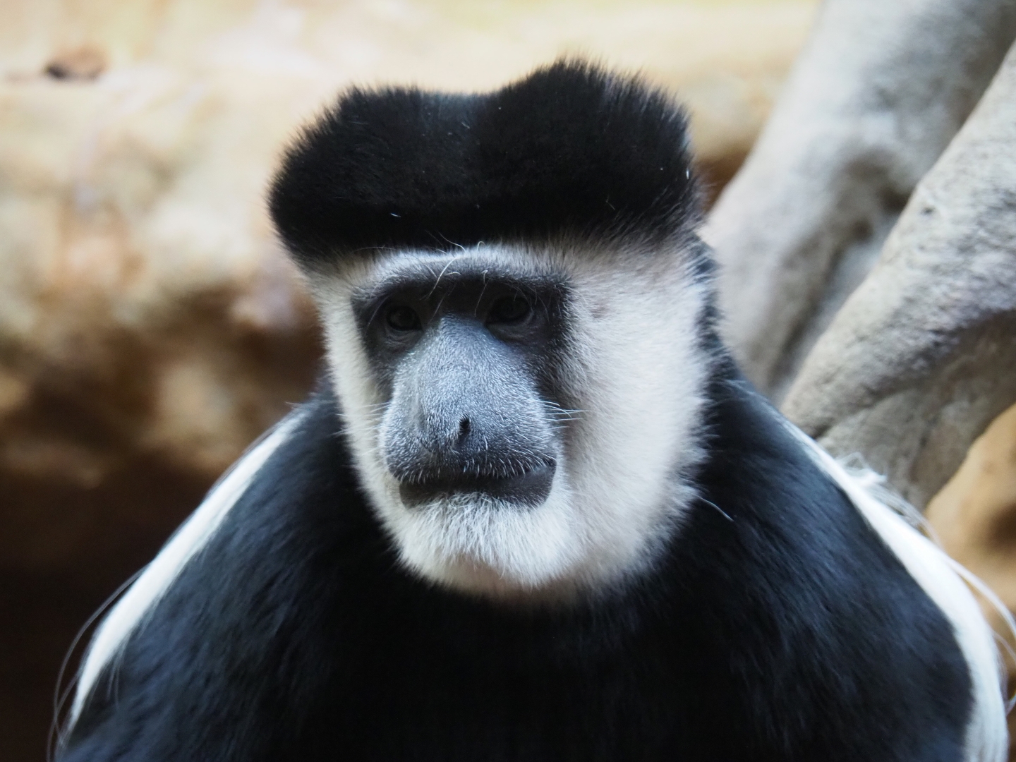 Mantled colobus (Colobus guereza), 2019-04-20