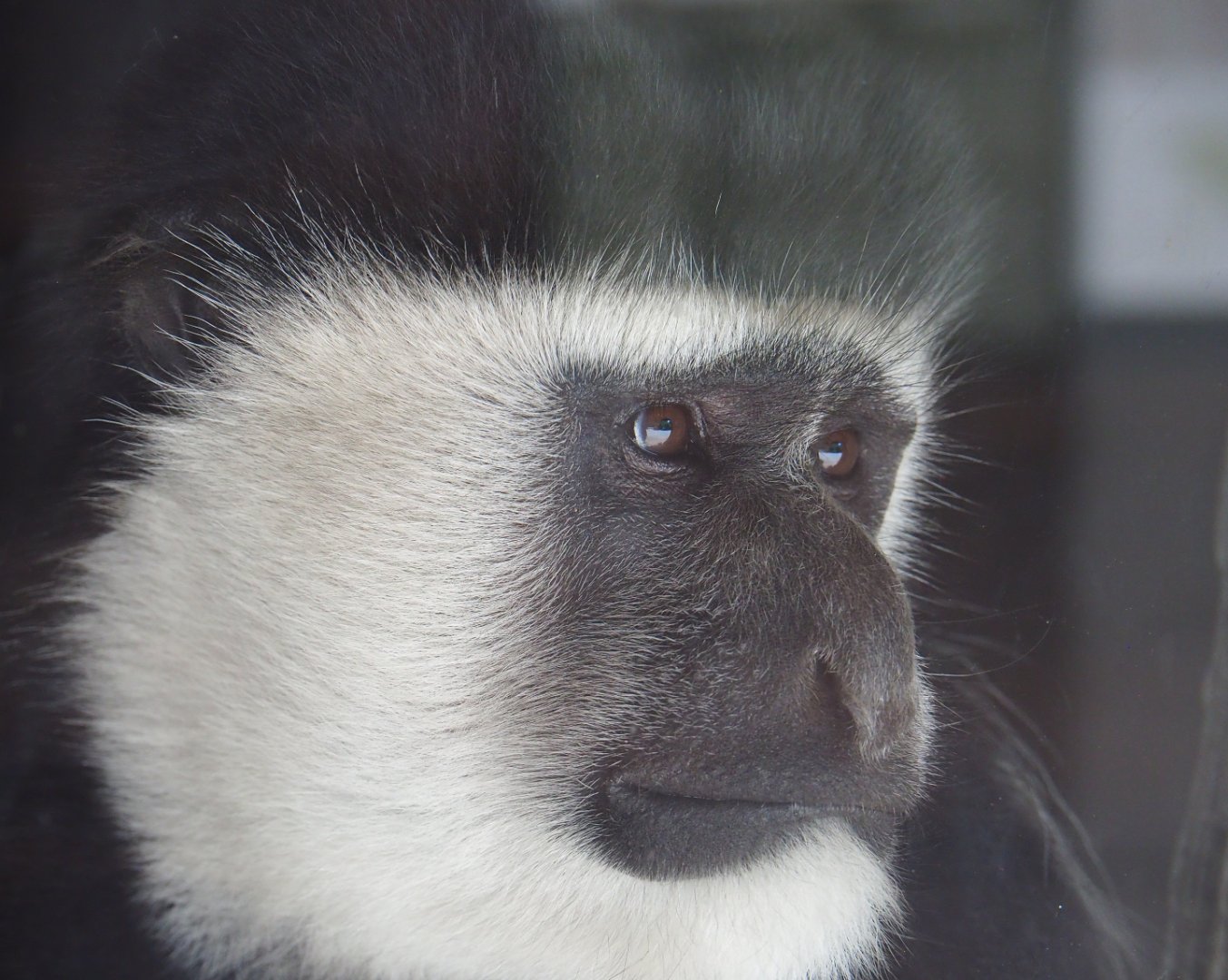 Mantled colobus (Colobus guereza), 2019-08-04