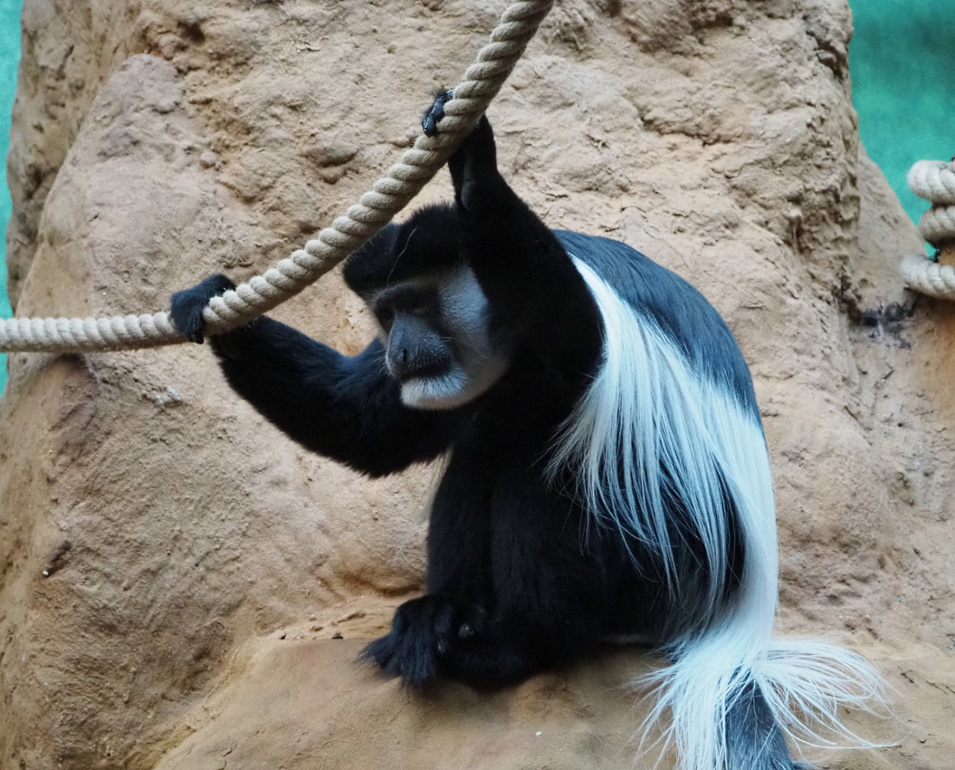 Mantled colobus (Colobus guereza), 2019-12-30