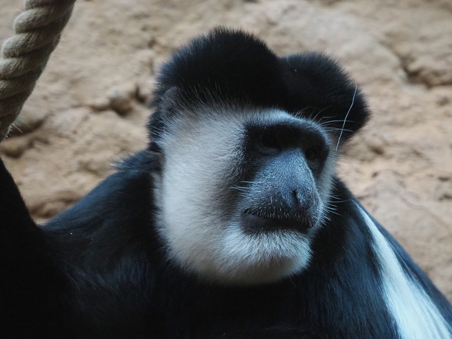 Mantled colobus (Colobus guereza), 2019-12-30