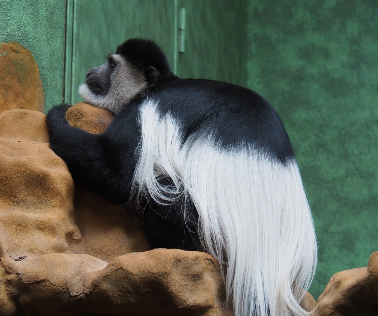 Mantled Colobus (Colobus guereza), 2020-05-24