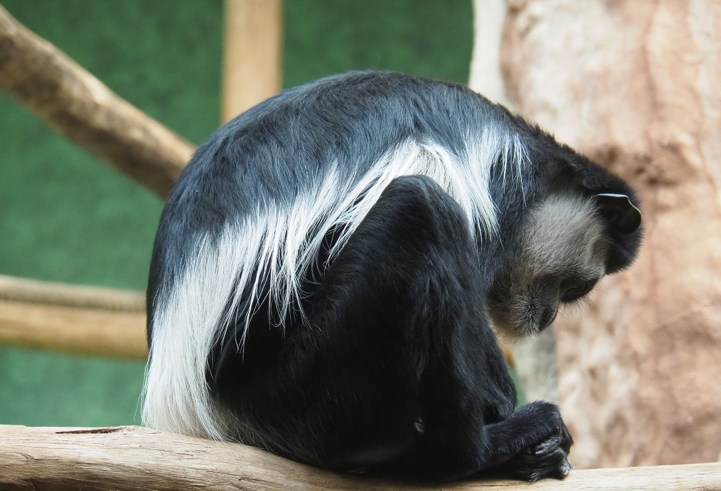 Mantled colobus (Colobus guereza), 2020-06-28