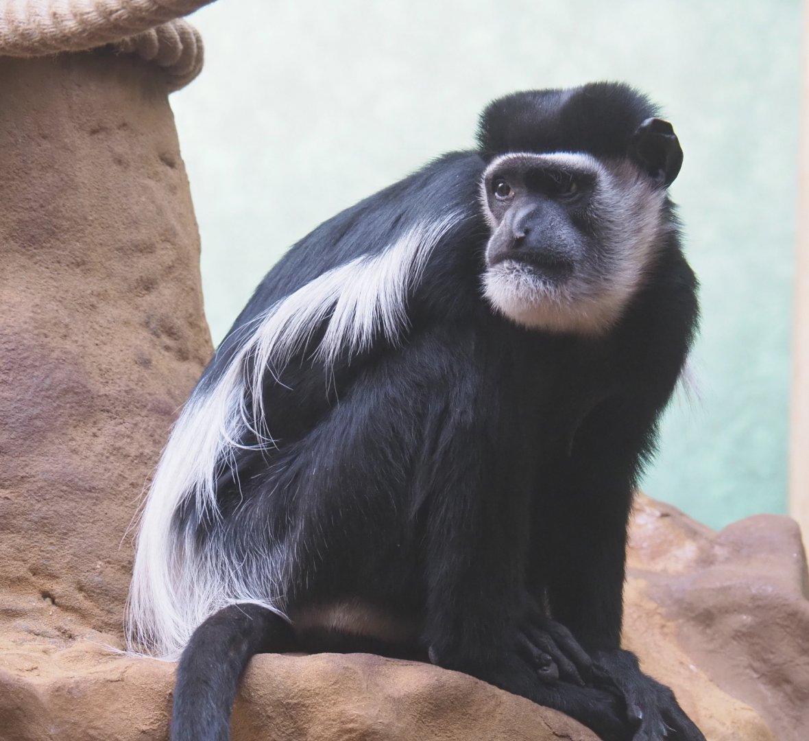 Mantled colobus (Colobus guereza), 2020-09-20