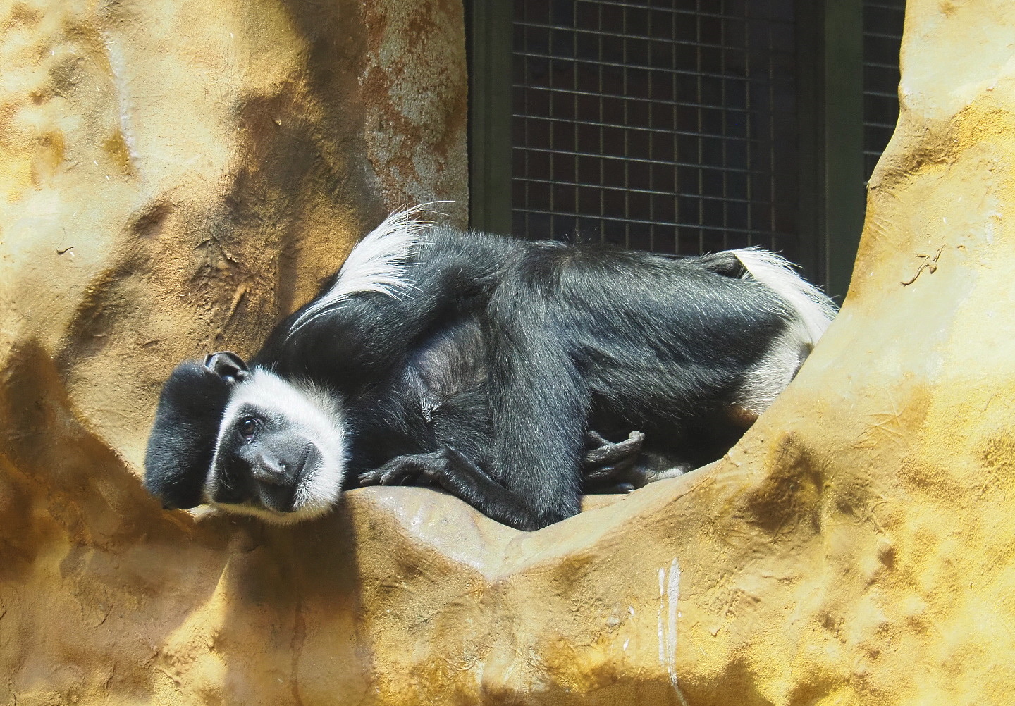 Mantled Colobus (Colobus guereza), 2021-06-12