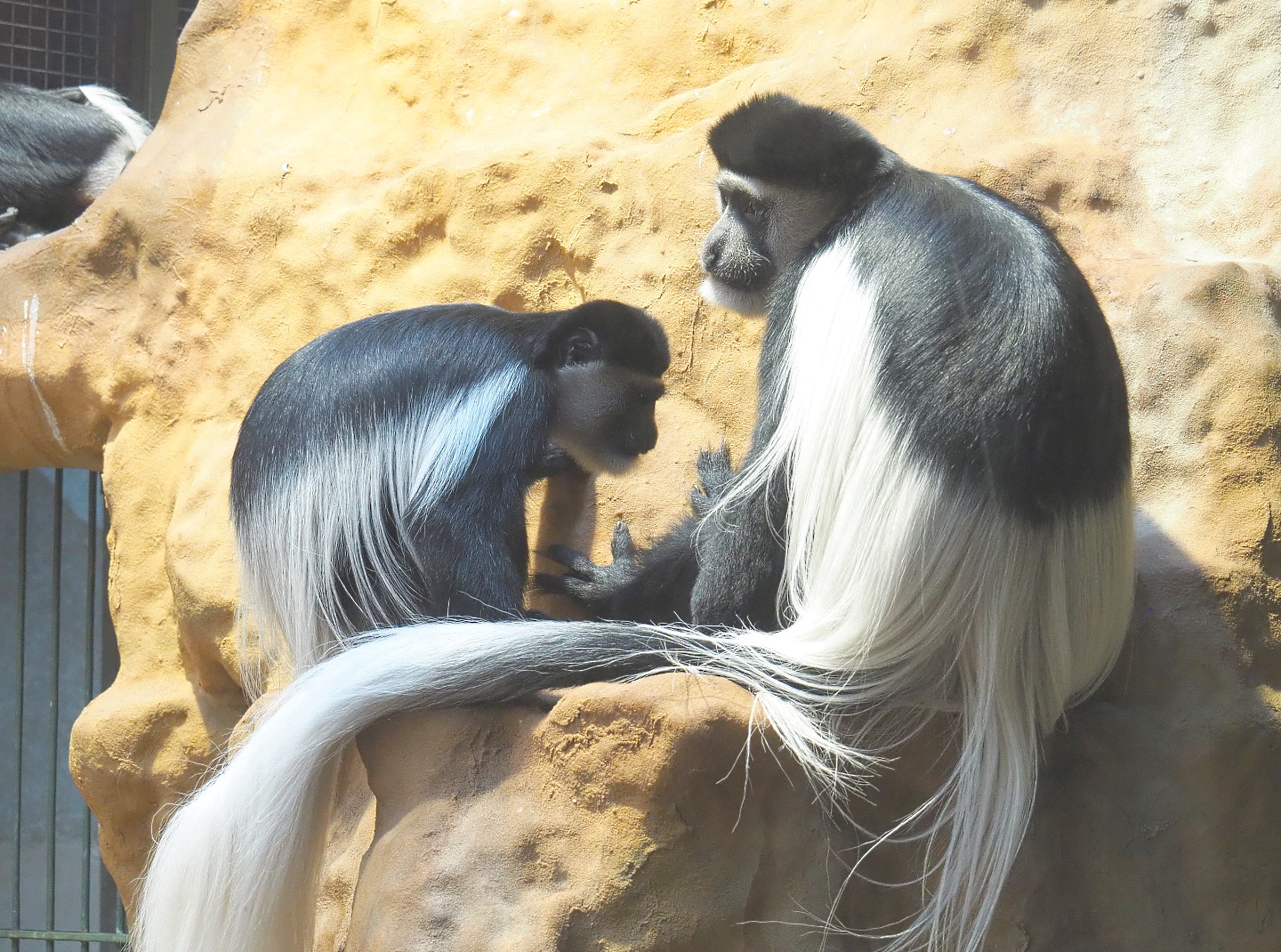 Mantled Colobus (Colobus guereza), 2021-06-12