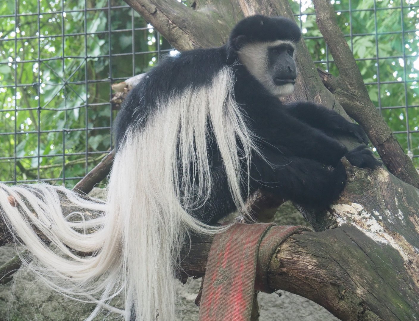 Mantled colobus (Colobus guereza), 2021-06-15