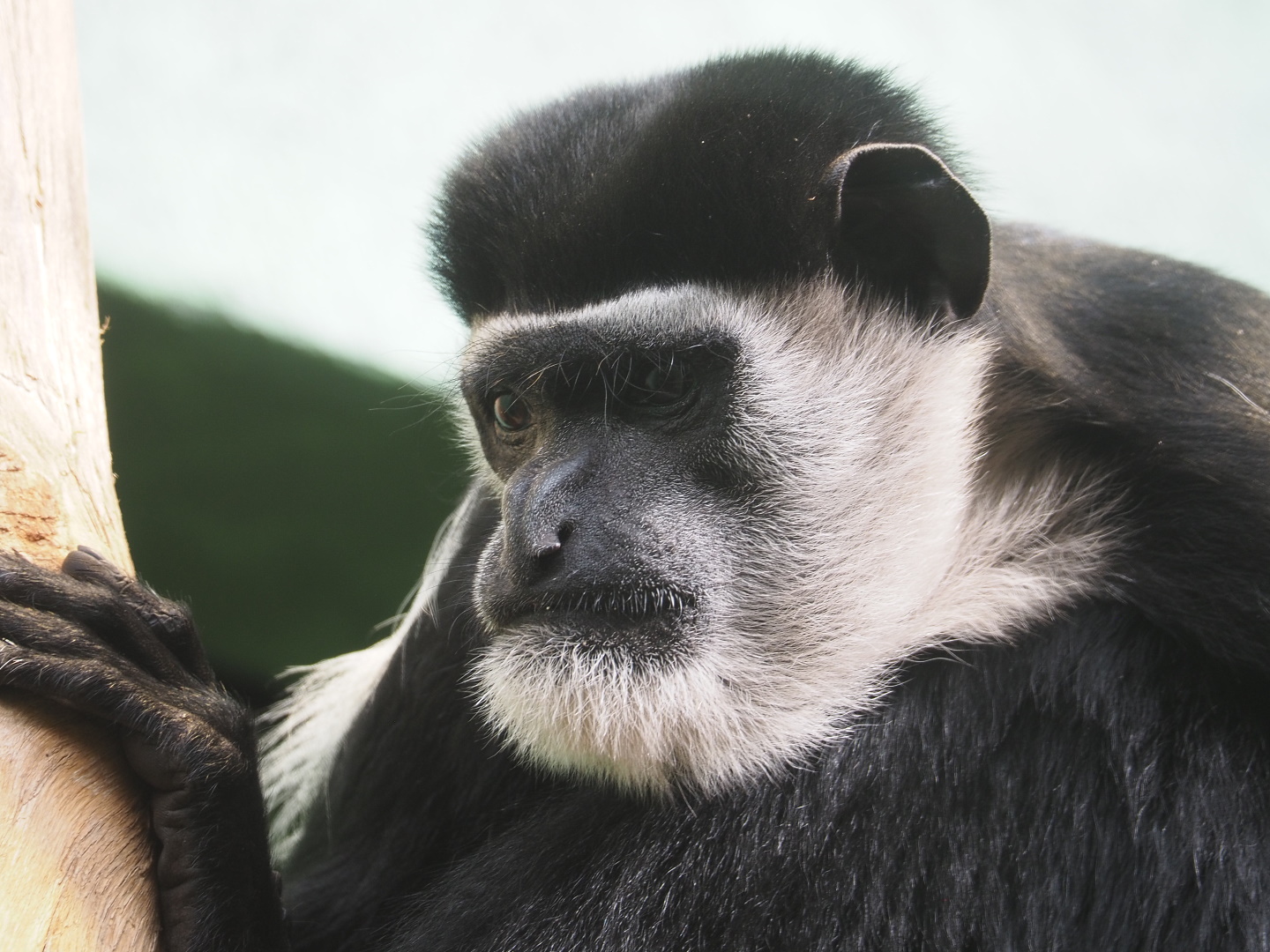 Mantled colobus (Colobus guereza), 2021-07-17