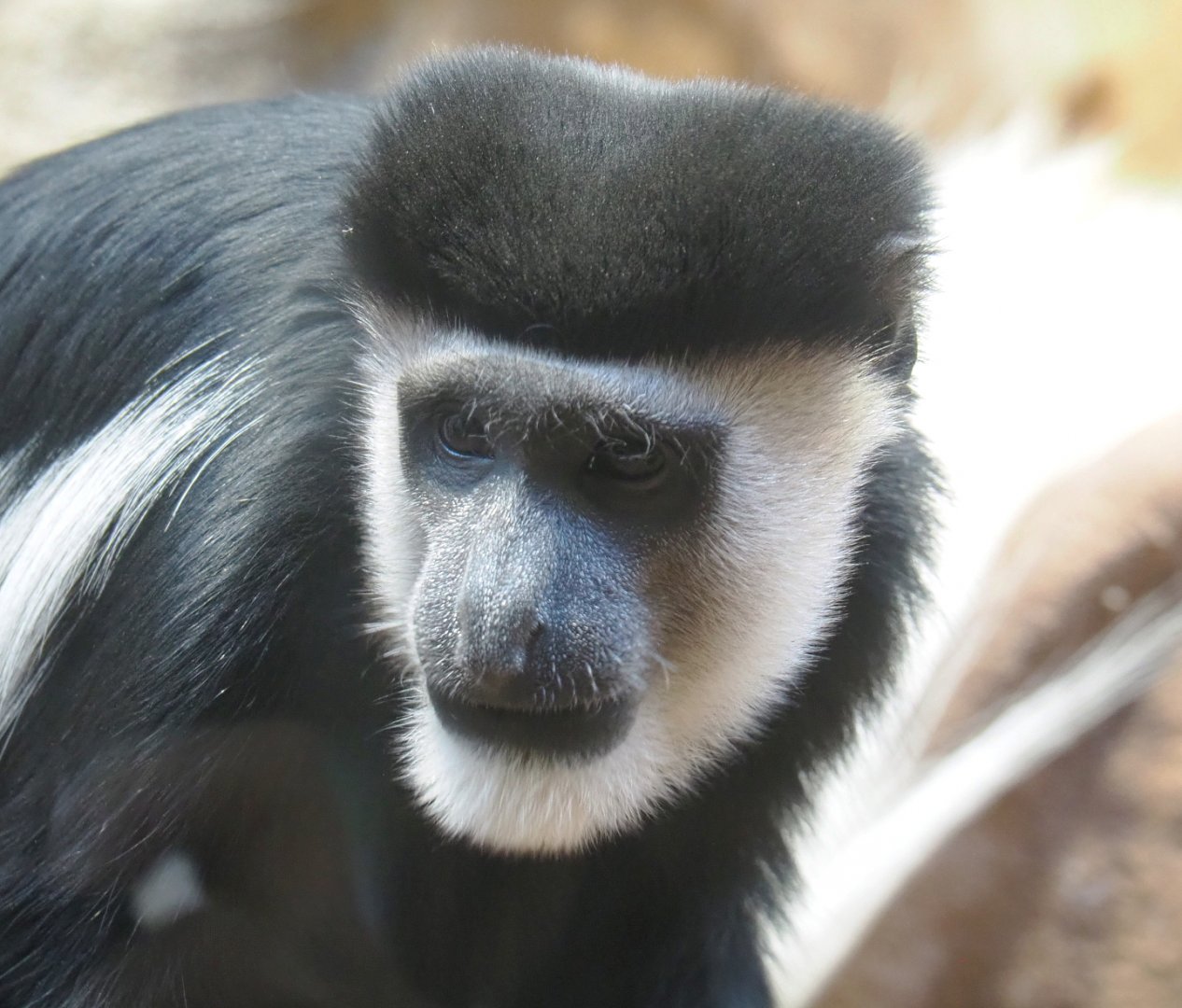 Mantled Colobus (Colobus guereza), 2022-03-16