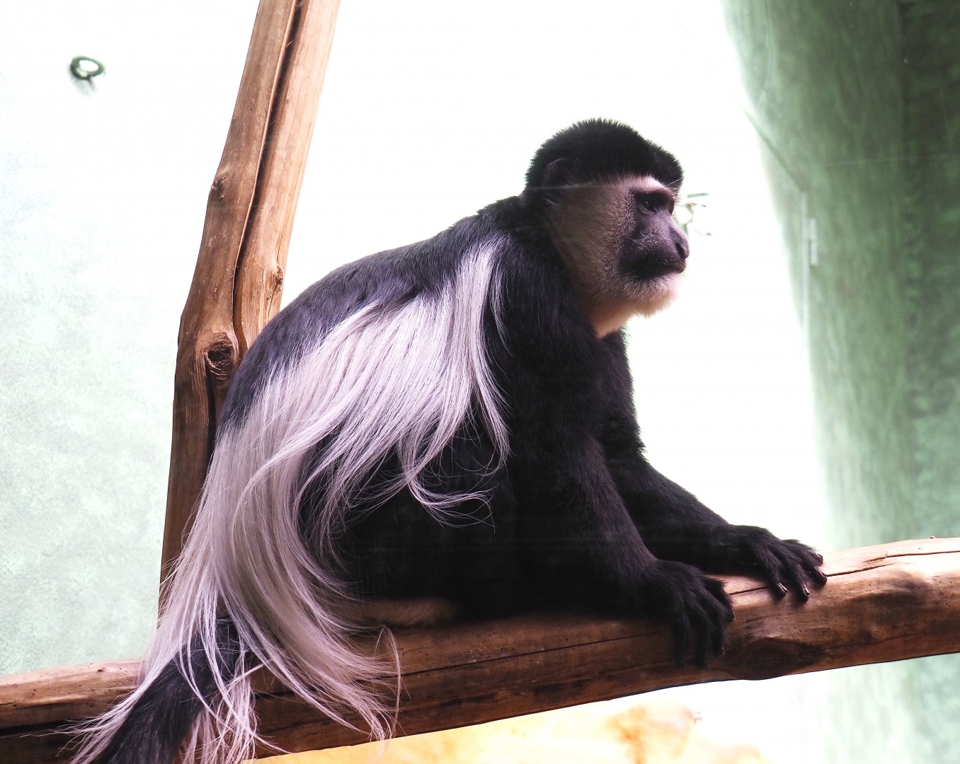 Mantled Colobus (Colobus guereza), 2022-05-26