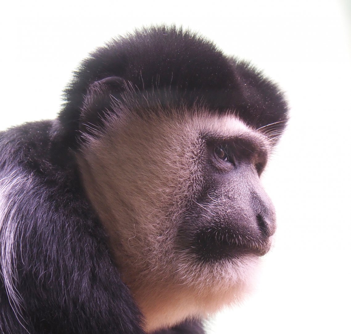 Mantled Colobus (Colobus guereza), 2022-05-26