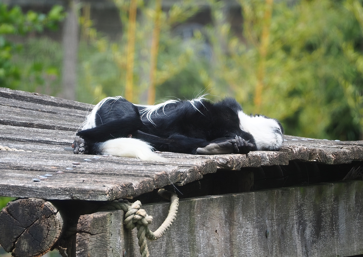 Mantled colobus (Colobus guereza), 2022-06-12