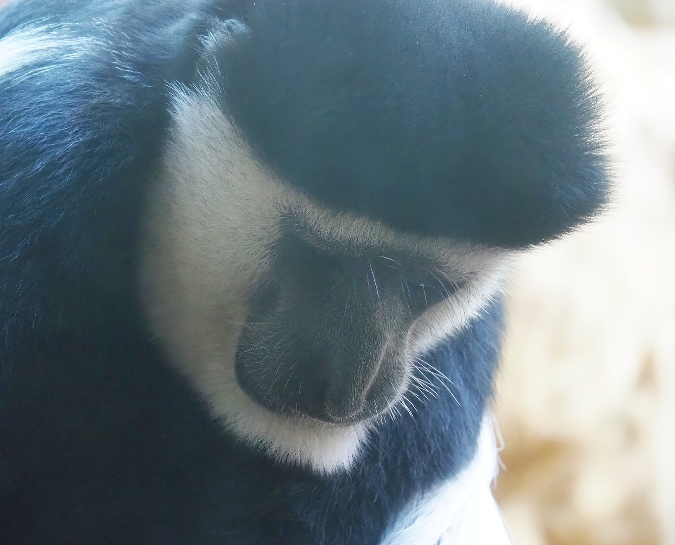 Mantled Colobus (Colobus guereza), 2022-08-16