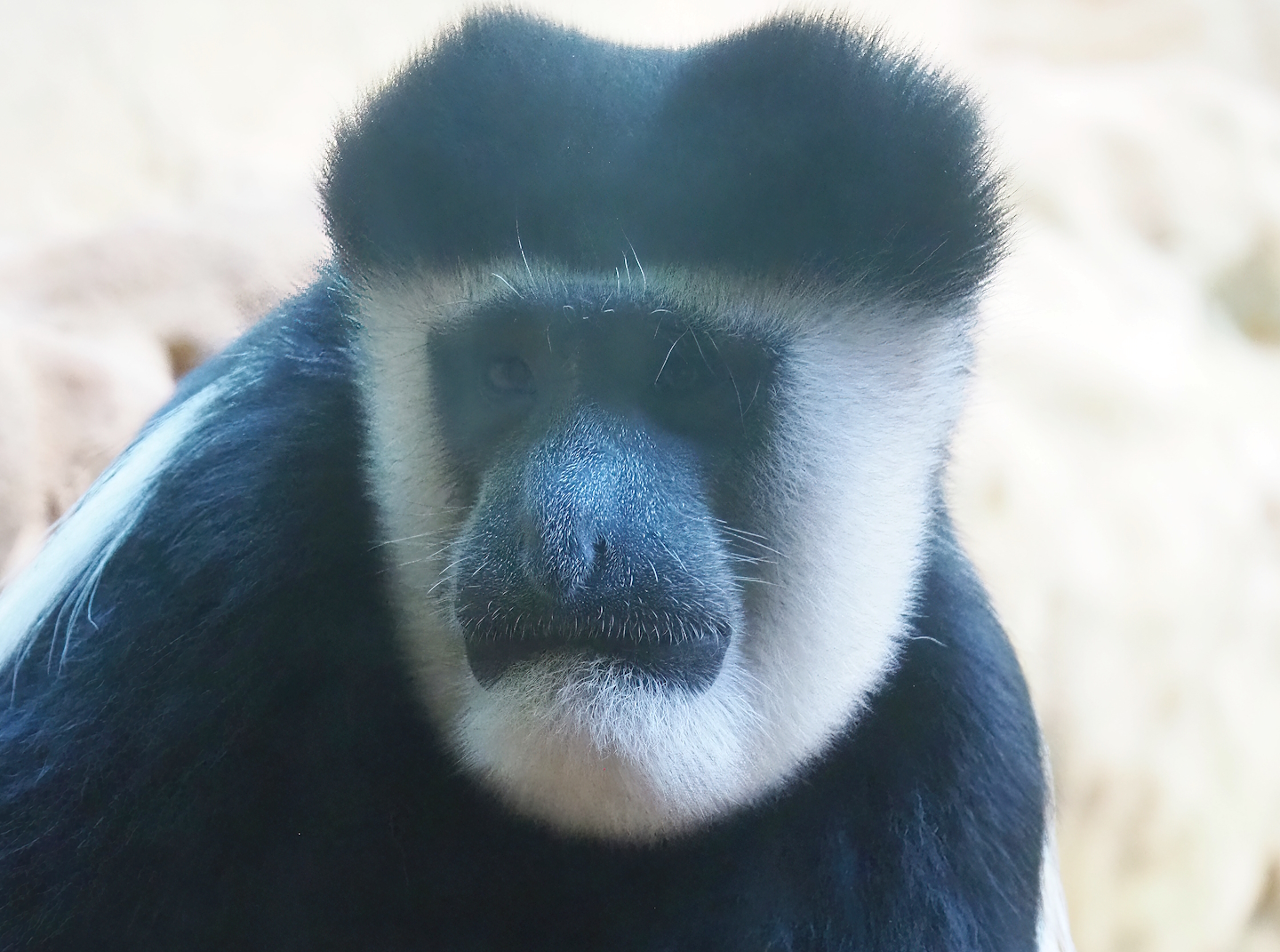 Mantled Colobus (Colobus guereza), 2022-08-16