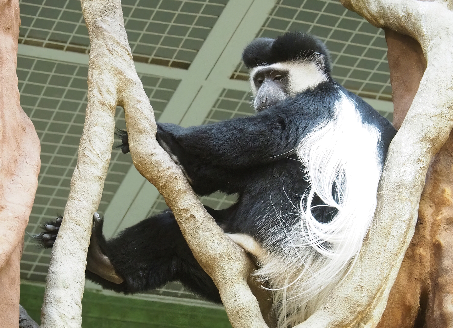 Mantled colobus (Colobus guereza), 2023-04-08