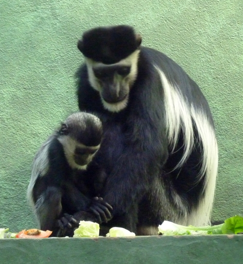 Mantled colobus (Colobus guereza) mother and child