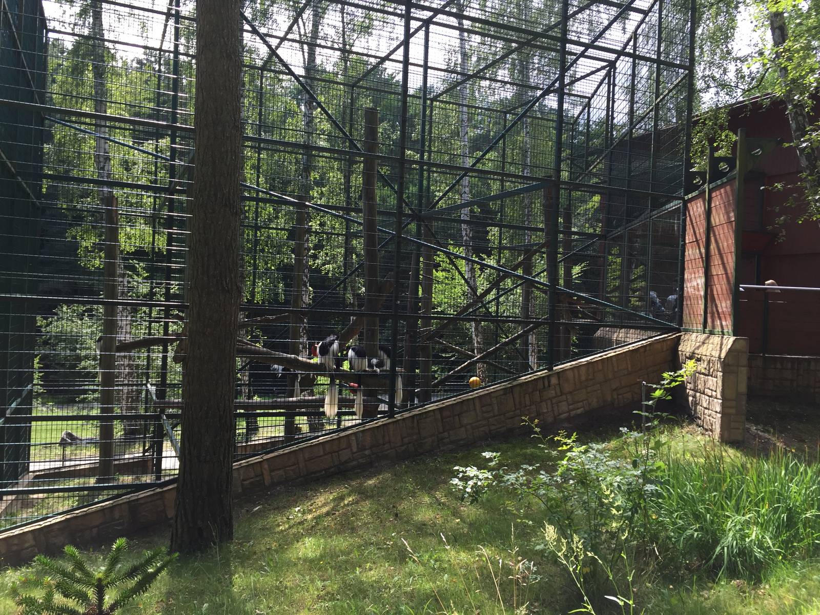 Mantled colobus enclosure - Zoo Gdansk 20.07.16.