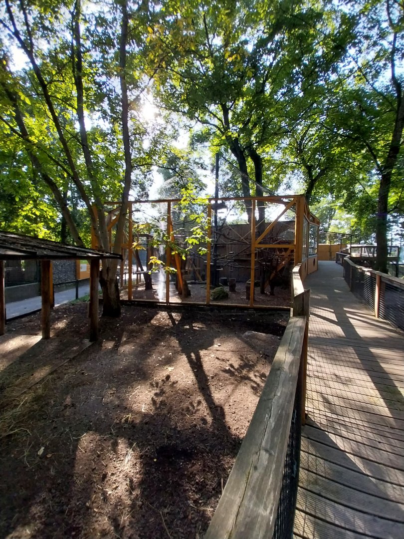 Mantled colobus enclosure