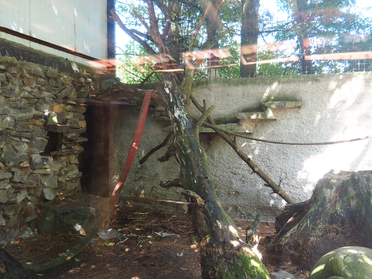 Mantled colobus exhibit, 2019-08-04