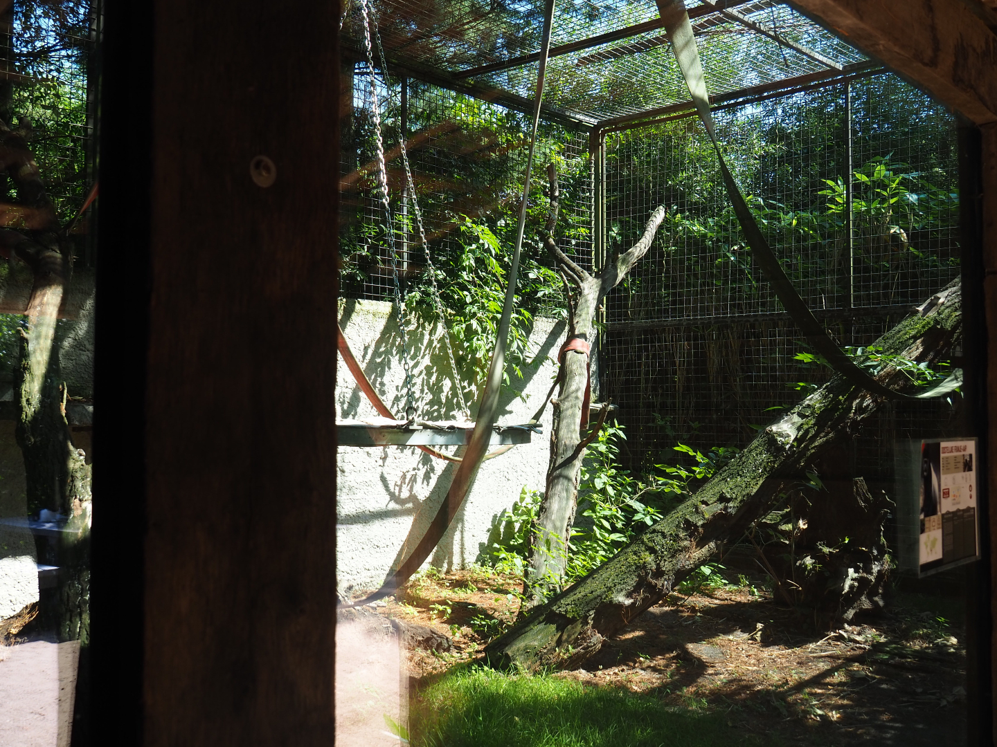 Mantled colobus exhibit, 2019-08-04