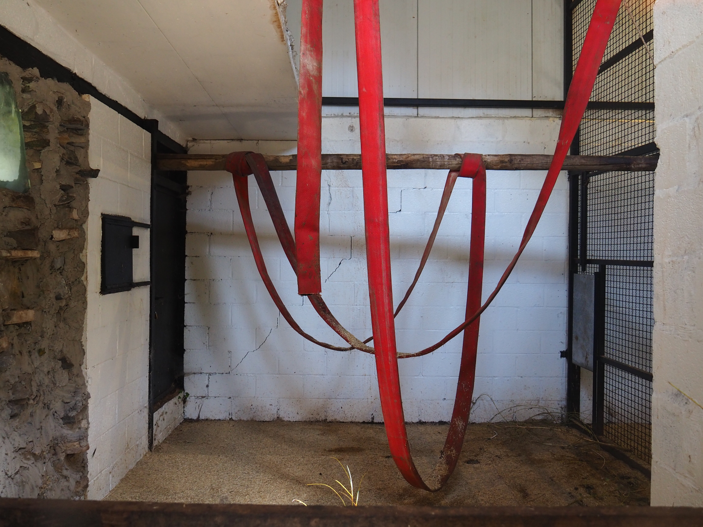 Mantled colobus indoor housing, 2019-08-04