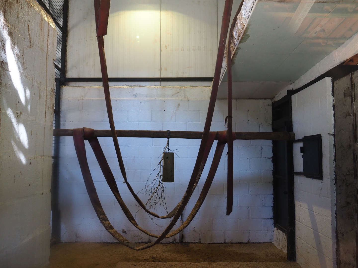 Mantled colobus indoor housing, 2019-08-04