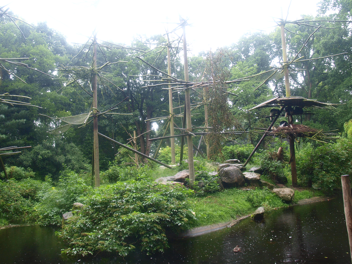 Mantled Colobus island, 2015-07-19