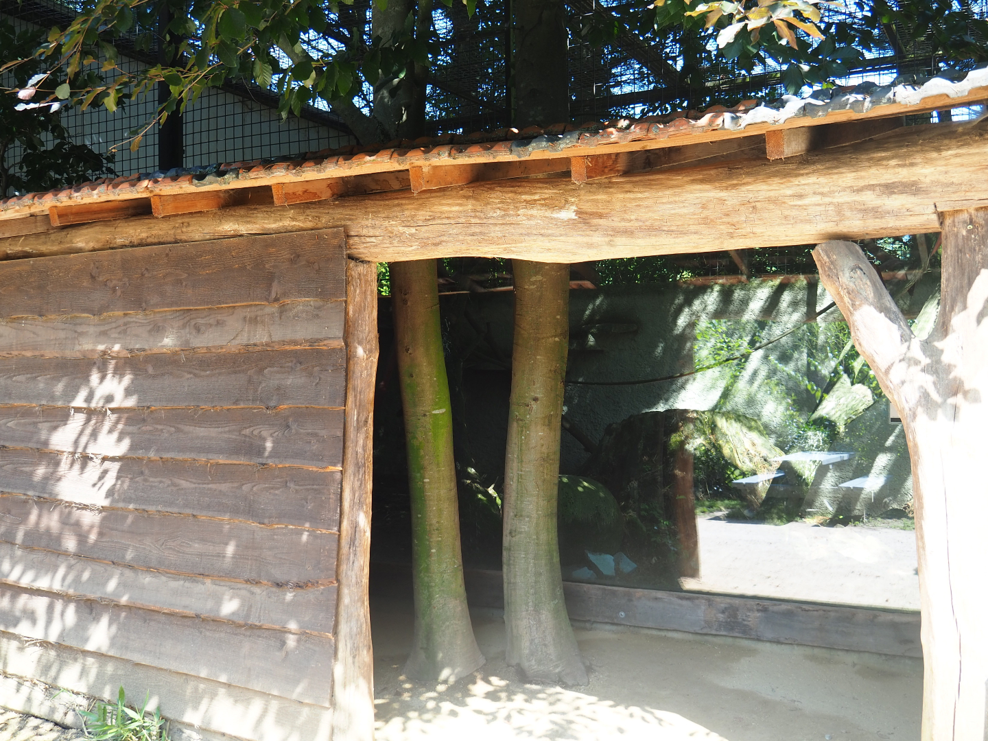 Mantled colobus viewing area, 2019-08-04