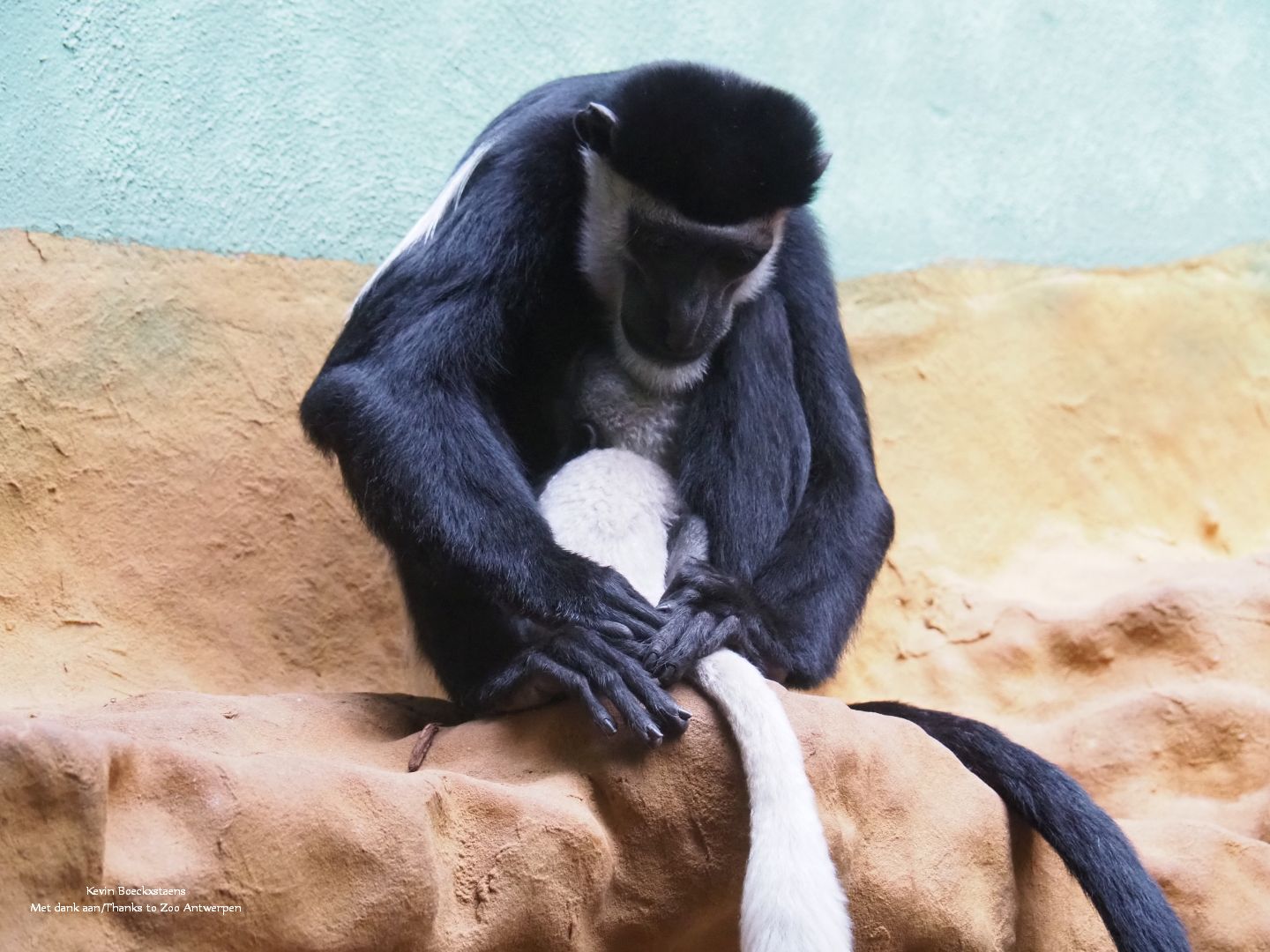 Mantled colobus with baby