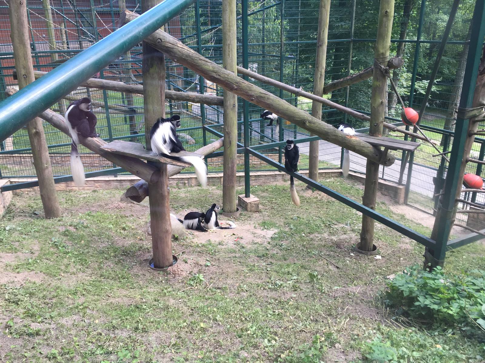 Mantled colobus - Zoo Gdansk 20.07.16.
