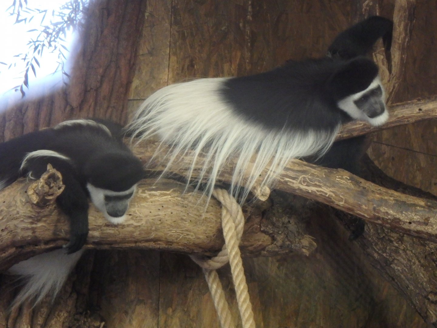 Mantled colobus