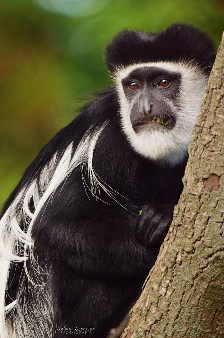 Mantled Colobus