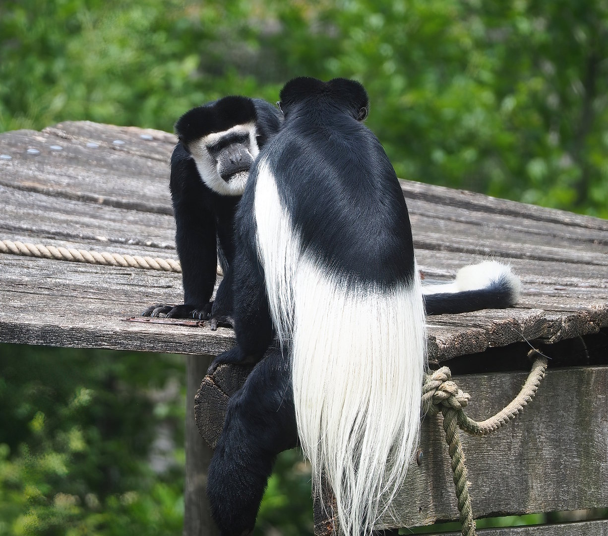 Mantled colobuses (Colobus guereza), 2022-06-12