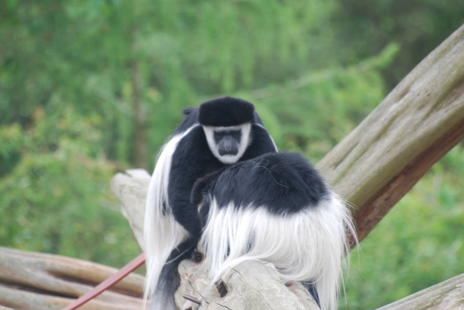 Mantled geureza