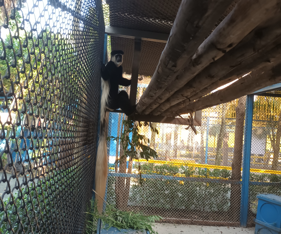 Mantled guereza at at Zoo garden River8