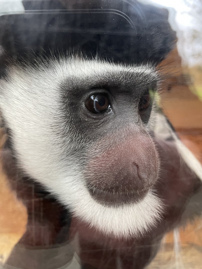 Mantled Guereza Close-up
