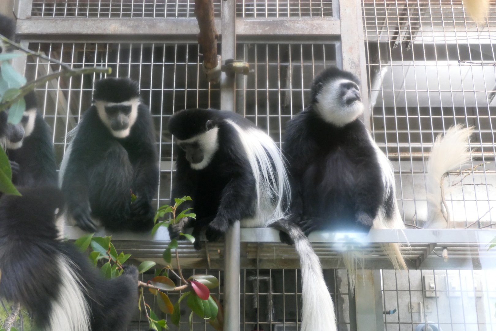 Mantled Guereza (Colobus guereza guereza)