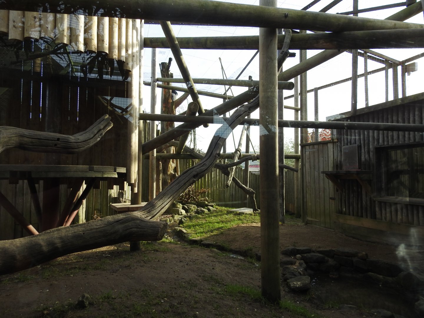 Mantled Guereza (Colobus guereza occidentalis) Enclosure 2