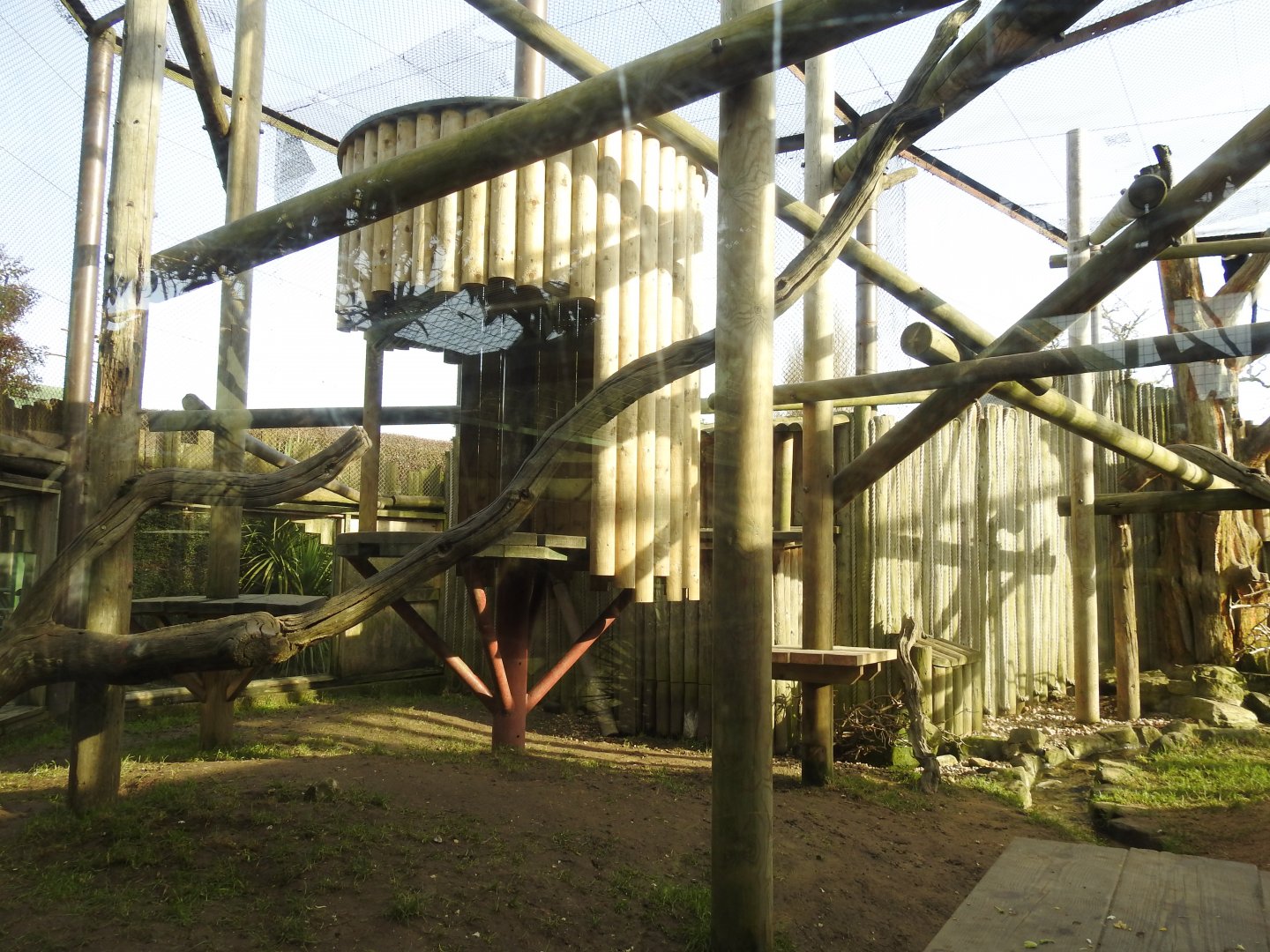Mantled Guereza (Colobus guereza occidentalis) Enclosure 3
