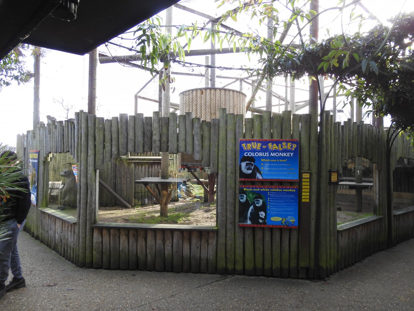 Mantled Guereza (Colobus guereza occidentalis) Viewing