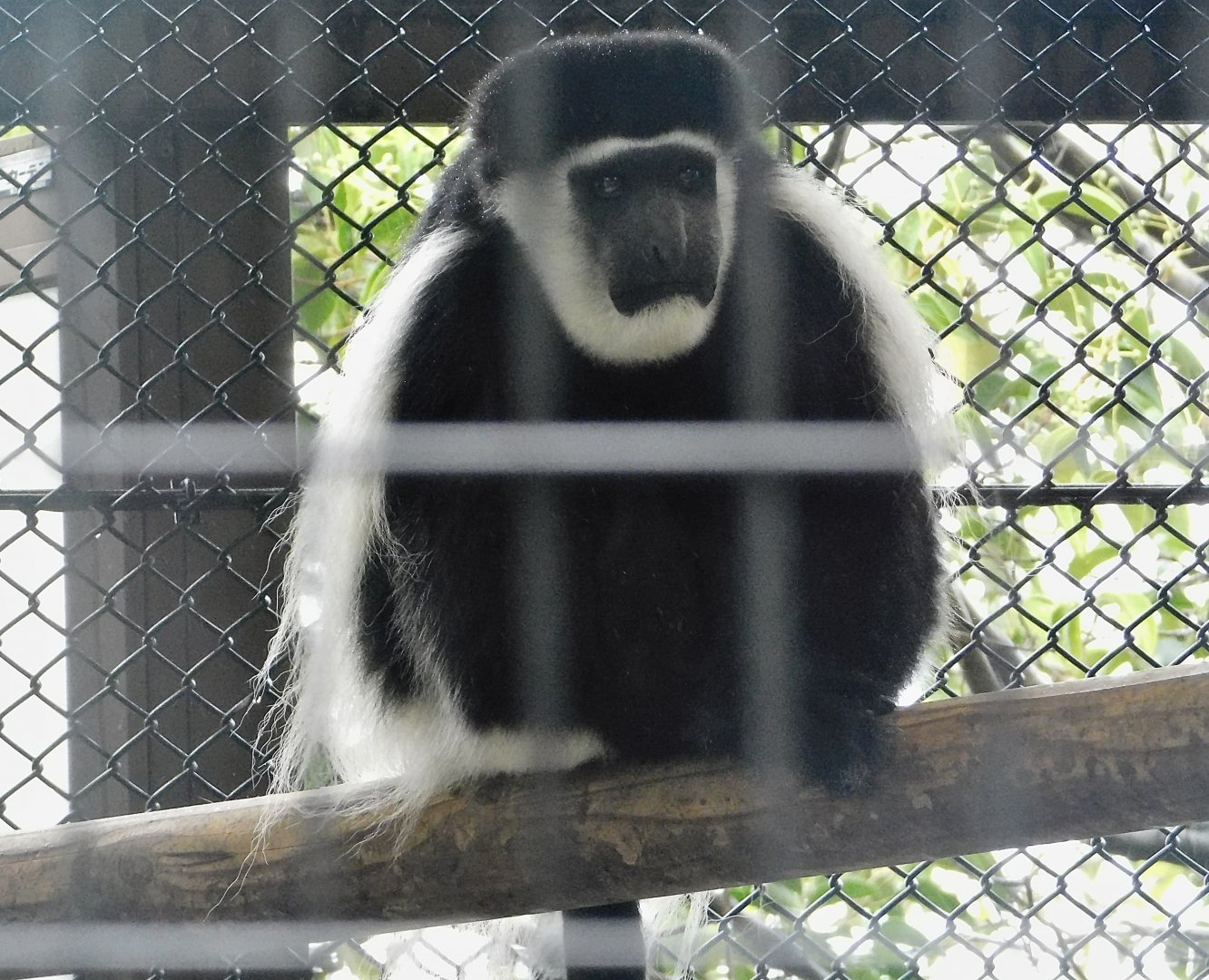 Mantled Guereza (Colobus guereza) October 11, 2025