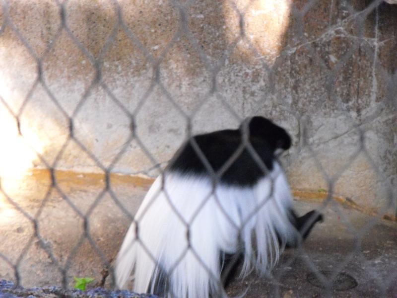 Mantled Guereza (Colobus guereza)