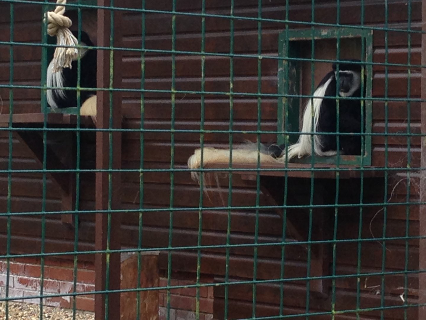 Mantled Guereza - (Colobus Guereza)