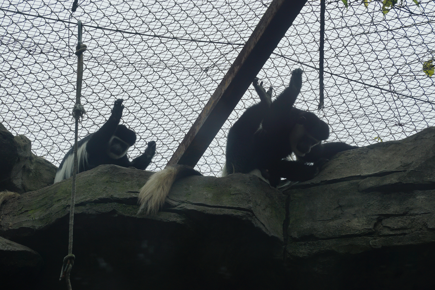 Mantled guereza (Colobus guereza)