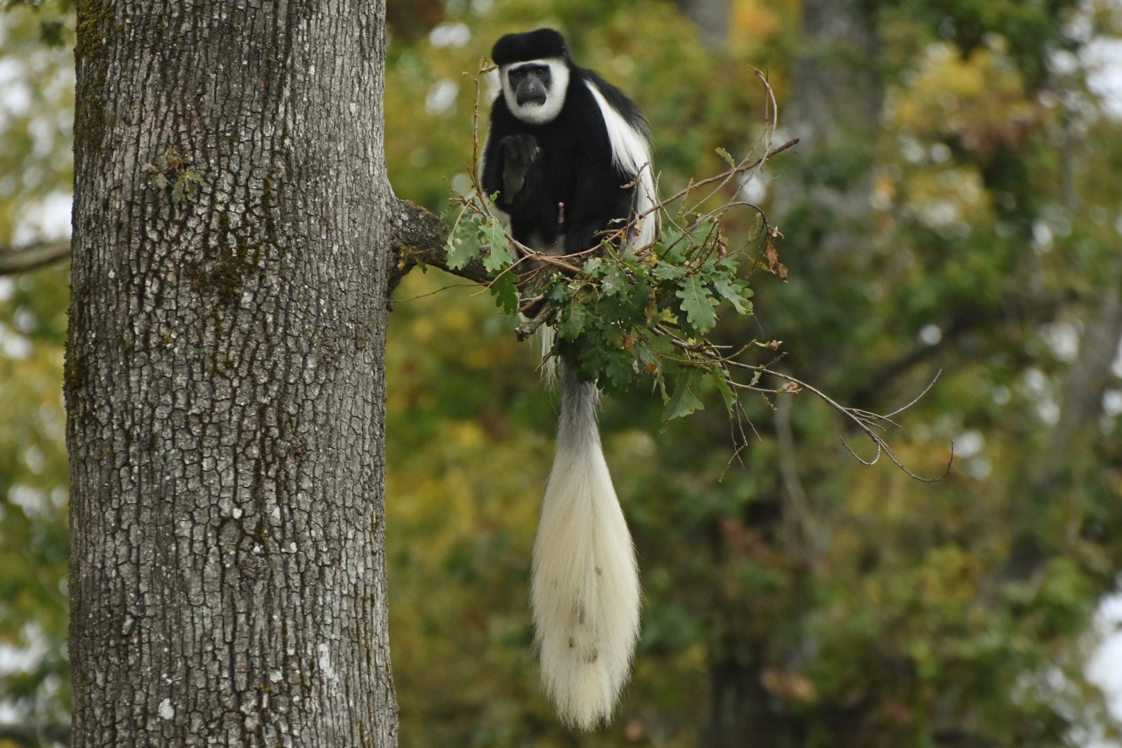 Mantled guereza (Colobus guereza)